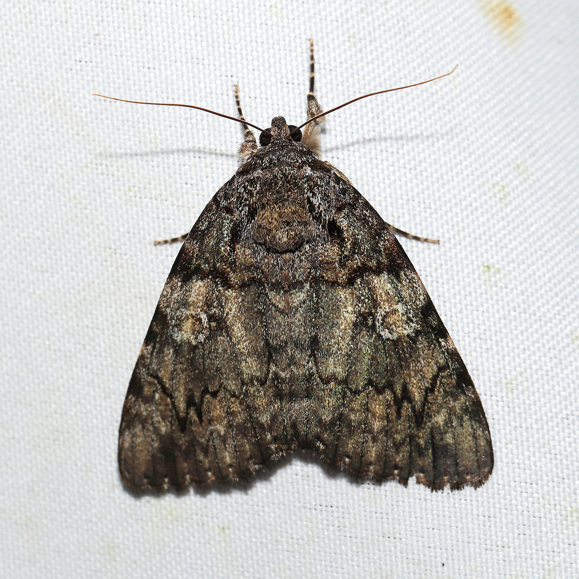 Catocala ilia <figure class="photo"><a href="https://www.jungledragon.com/image/120735/catocala_ilia.html" title="Catocala ilia"><img src="https://s3.amazonaws.com/media.jungledragon.com/images/3231/120735_thumb.jpg?AWSAccessKeyId=05GMT0V3GWVNE7GGM1R2&Expires=1769040010&Signature=YSfiGb930Cu42XihL3c64%2BhotD0%3D" width="200" height="134" alt="Catocala ilia https://www.jungledragon.com/image/120734/catocala_ilia.html<br />
At a 365 + 395nm UV light setup at a mixed forest edge.<br />
 Catocala ilia,Geotagged,Ilia Underwing,Summer,United States" /></a></figure><br />
At a 365 + 395nm UV light setup at a mixed forest edge.<br />
 Catocala ilia,Geotagged,Ilia Underwing,Summer,United States