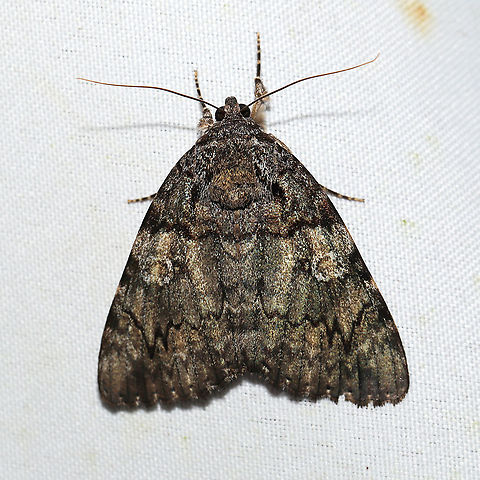 Catocala ilia https://www.jungledragon.com/image/120735/catocala_ilia.html
At a 365 + 395nm UV light setup at a mixed forest edge.
 Catocala ilia,Geotagged,Ilia Underwing,Summer,United States