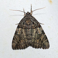 Catocala ilia https://www.jungledragon.com/image/120735/catocala_ilia.html<br />
At a 365 + 395nm UV light setup at a mixed forest edge.<br />
Catocala ilia,Geotagged,Ilia Underwing,Summer,United States