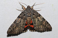 Catocala ilia https://www.jungledragon.com/image/120734/catocala_ilia.html<br />
At a 365 + 395nm UV light setup at a mixed forest edge.<br />
Catocala ilia,Geotagged,Ilia Underwing,Summer,United States