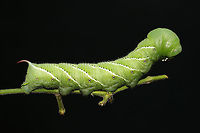 Goliath Worm (Manduca sexta) This is actually two individuals. They had completely defoliated/destroyed my Serrano peppers (Capsicum annuum). I relocated them in hopes they won't destroy the rest of my plants, but I could never harm these amazing creatures!<br />
https://www.jungledragon.com/image/121659/goliath_worm_manduca_sexta.html<br />
https://www.jungledragon.com/image/121658/goliath_worm_manduca_sexta.html Geotagged,Goliath worm,Manduca sexta,Summer,United States