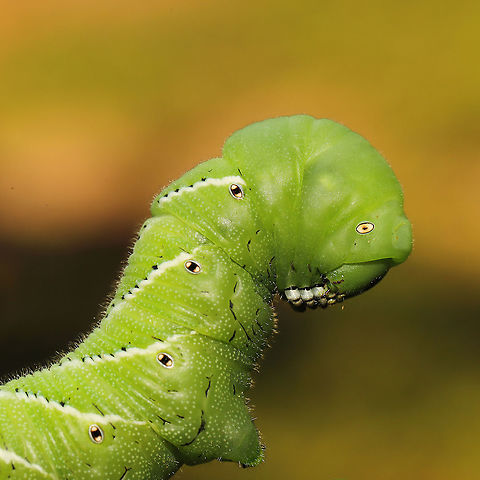 Goliath Worm (Manduca sexta) This is actually two individuals. They had completely defoliated/destroyed my Serrano peppers (Capsicum annuum). I relocated them in hopes they won't destroy the rest of my plants, but I could never harm these amazing creatures!

https://www.jungledragon.com/image/121659/goliath_worm_manduca_sexta.html
https://www.jungledragon.com/image/121657/goliath_worm_manduca_sexta.html Geotagged,Goliath worm,Manduca sexta,Summer,United States