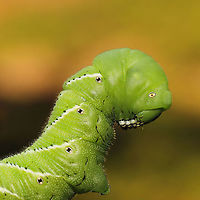 Goliath Worm (Manduca sexta) This is actually two individuals. They had completely defoliated/destroyed my Serrano peppers (Capsicum annuum). I relocated them in hopes they won't destroy the rest of my plants, but I could never harm these amazing creatures!<br />
<br />
https://www.jungledragon.com/image/121659/goliath_worm_manduca_sexta.html<br />
https://www.jungledragon.com/image/121657/goliath_worm_manduca_sexta.html Geotagged,Goliath worm,Manduca sexta,Summer,United States