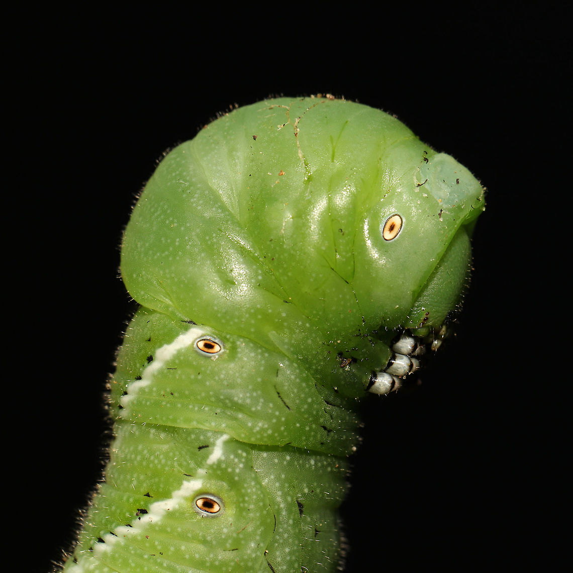Goliath Worm (Manduca sexta) This is actually two individuals. They had completely defoliated/destroyed my Serrano peppers (Capsicum annuum).  I relocated them in hopes they won&#039;t destroy the rest of my plants, but I could never harm these amazing creatures!<br />
<figure class="photo"><a href="https://www.jungledragon.com/image/121658/goliath_worm_manduca_sexta.html" title="Goliath Worm (Manduca sexta)"><img src="https://s3.amazonaws.com/media.jungledragon.com/images/3231/121658_thumb.jpg?AWSAccessKeyId=05GMT0V3GWVNE7GGM1R2&Expires=1759968010&Signature=qtXMqMdT2VbrH8lkh8Wg95QZ3oA%3D" width="200" height="200" alt="Goliath Worm (Manduca sexta) This is actually two individuals. They had completely defoliated/destroyed my Serrano peppers (Capsicum annuum). I relocated them in hopes they won&#039;t destroy the rest of my plants, but I could never harm these amazing creatures!<br />
<br />
https://www.jungledragon.com/image/121659/goliath_worm_manduca_sexta.html<br />
https://www.jungledragon.com/image/121657/goliath_worm_manduca_sexta.html Geotagged,Goliath worm,Manduca sexta,Summer,United States" /></a></figure><br />
<figure class="photo"><a href="https://www.jungledragon.com/image/121657/goliath_worm_manduca_sexta.html" title="Goliath Worm (Manduca sexta)"><img src="https://s3.amazonaws.com/media.jungledragon.com/images/3231/121657_thumb.jpg?AWSAccessKeyId=05GMT0V3GWVNE7GGM1R2&Expires=1759968010&Signature=fI%2FnLeVdrt7b4OmrOAEfPo7J1d4%3D" width="200" height="134" alt="Goliath Worm (Manduca sexta) This is actually two individuals. They had completely defoliated/destroyed my Serrano peppers (Capsicum annuum). I relocated them in hopes they won&#039;t destroy the rest of my plants, but I could never harm these amazing creatures!<br />
https://www.jungledragon.com/image/121659/goliath_worm_manduca_sexta.html<br />
https://www.jungledragon.com/image/121658/goliath_worm_manduca_sexta.html Geotagged,Goliath worm,Manduca sexta,Summer,United States" /></a></figure> Geotagged,Goliath worm,Manduca sexta,Summer,United States