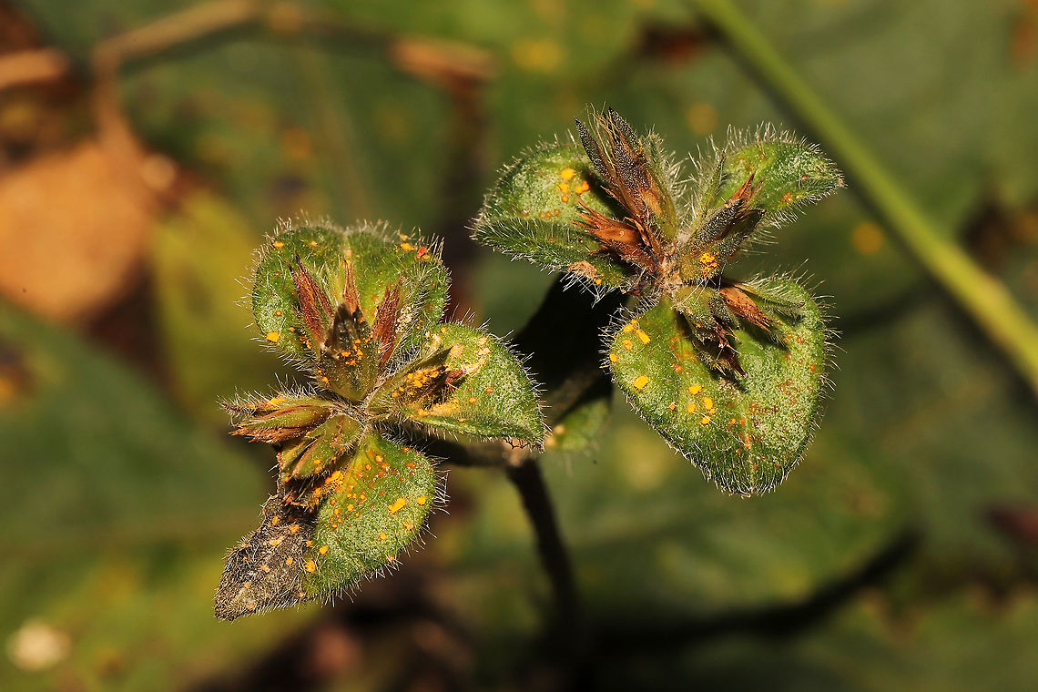 Coleosporium elephantopodis Rust fungus on the upper surfaces of leaves of the Common Elephant&#039;s Foot (Elephantopus tomentosus)<br />
 Coleosporium elephantopodis,Geotagged,Summer,United States