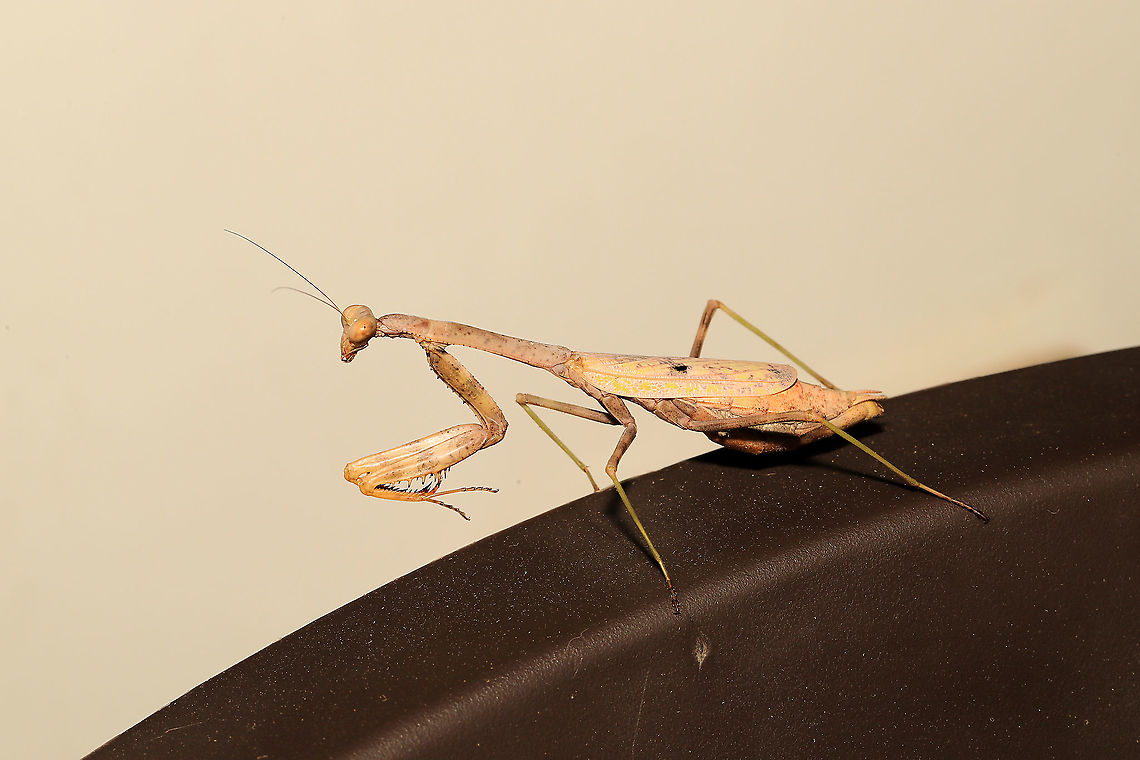 Carolina Mantis (Stagmomantis carolina) Hanging out on my front porch at a mixed forest edge.<br />
 Carolina Mantis,Geotagged,Stagmomantis carolina,Summer,United States