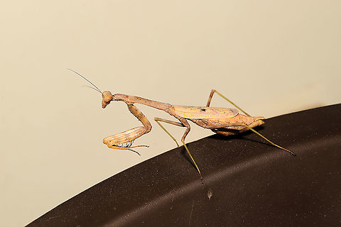 Carolina Mantis (Stagmomantis carolina) Hanging out on my front porch at a mixed forest edge.
 Carolina Mantis,Geotagged,Stagmomantis carolina,Summer,United States