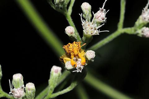 Phymata fasciata Sitting in wait on Eupatorium serotinum.  This species of ambush bug can change its hue between pale white and yellow (much like Mecaphesa sp/crab spiders). It often takes on the yellow form in late summer and fall (in order to match the yellow wildflowers of the season). 

I decided to keep an eye on this one as it wasn't exactly blending in with the white boneset in my yard. It took around a week, but it slowly transitioned to the hue below:
https://www.jungledragon.com/image/121663/phymata_fasciata.html
 Geotagged,Phymata Fasciata,Phymata fasciata,Summer,United States