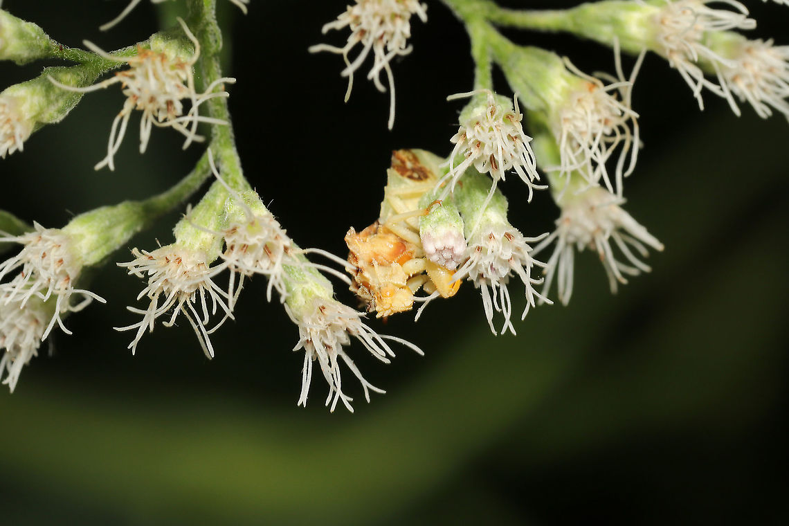 Phymata fasciata Sitting in wait on Eupatorium serotinum. This species of ambush can change its hue between pale white and yellow (much like Mecaphesa sp/crab spiders). It often takes on the yellow form in late summer and fall (in order to match the yellow wildflowers of the season).<br />
<br />
I decided to keep an eye on this one as it wasn&#039;t exactly blending in with the white boneset in my yard. It took around a week, but it slowly transitioned from yellow to the hue above.<br />
<figure class="photo"><a href="https://www.jungledragon.com/image/121662/phymata_fasciata.html" title="Phymata fasciata"><img src="https://s3.amazonaws.com/media.jungledragon.com/images/3231/121662_thumb.jpg?AWSAccessKeyId=05GMT0V3GWVNE7GGM1R2&Expires=1767225610&Signature=MEdzO7fuRZrrSuJj2PHwq8ye8qE%3D" width="200" height="134" alt="Phymata fasciata Sitting in wait on Eupatorium serotinum.  This species of ambush bug can change its hue between pale white and yellow (much like Mecaphesa sp/crab spiders). It often takes on the yellow form in late summer and fall (in order to match the yellow wildflowers of the season). <br />
<br />
I decided to keep an eye on this one as it wasn&#039;t exactly blending in with the white boneset in my yard. It took around a week, but it slowly transitioned to the hue below:<br />
https://www.jungledragon.com/image/121663/phymata_fasciata.html<br />
 Geotagged,Phymata Fasciata,Phymata fasciata,Summer,United States" /></a></figure> Geotagged,Phymata Fasciata,Phymata fasciata,Summer,United States