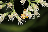 Phymata fasciata Sitting in wait on Eupatorium serotinum. This species of ambush can change its hue between pale white and yellow (much like Mecaphesa sp/crab spiders). It often takes on the yellow form in late summer and fall (in order to match the yellow wildflowers of the season).<br />
<br />
I decided to keep an eye on this one as it wasn't exactly blending in with the white boneset in my yard. It took around a week, but it slowly transitioned from yellow to the hue above.<br />
https://www.jungledragon.com/image/121662/phymata_fasciata.html Geotagged,Phymata Fasciata,Phymata fasciata,Summer,United States
