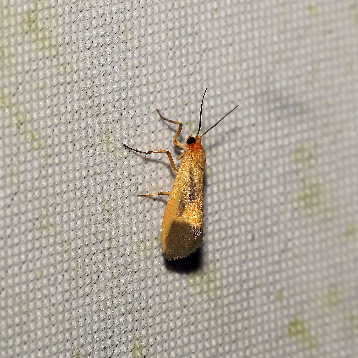 Lead-Colored Lichen Moth (Cisthene plumbea) at a 365+395nm UV light at a mixed forest edge<br />
 Cisthene plumbea,Geotagged,Lead-colored lichen moth,Summer,United States