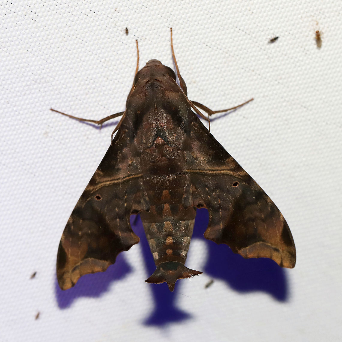 Mournful Sphinx (Enyo lugubris) At a 365 + 395 nm UV light at a mixed forest edge<br />
 Enyo lugubris,Geotagged,Mournful sphinx,Summer,United States