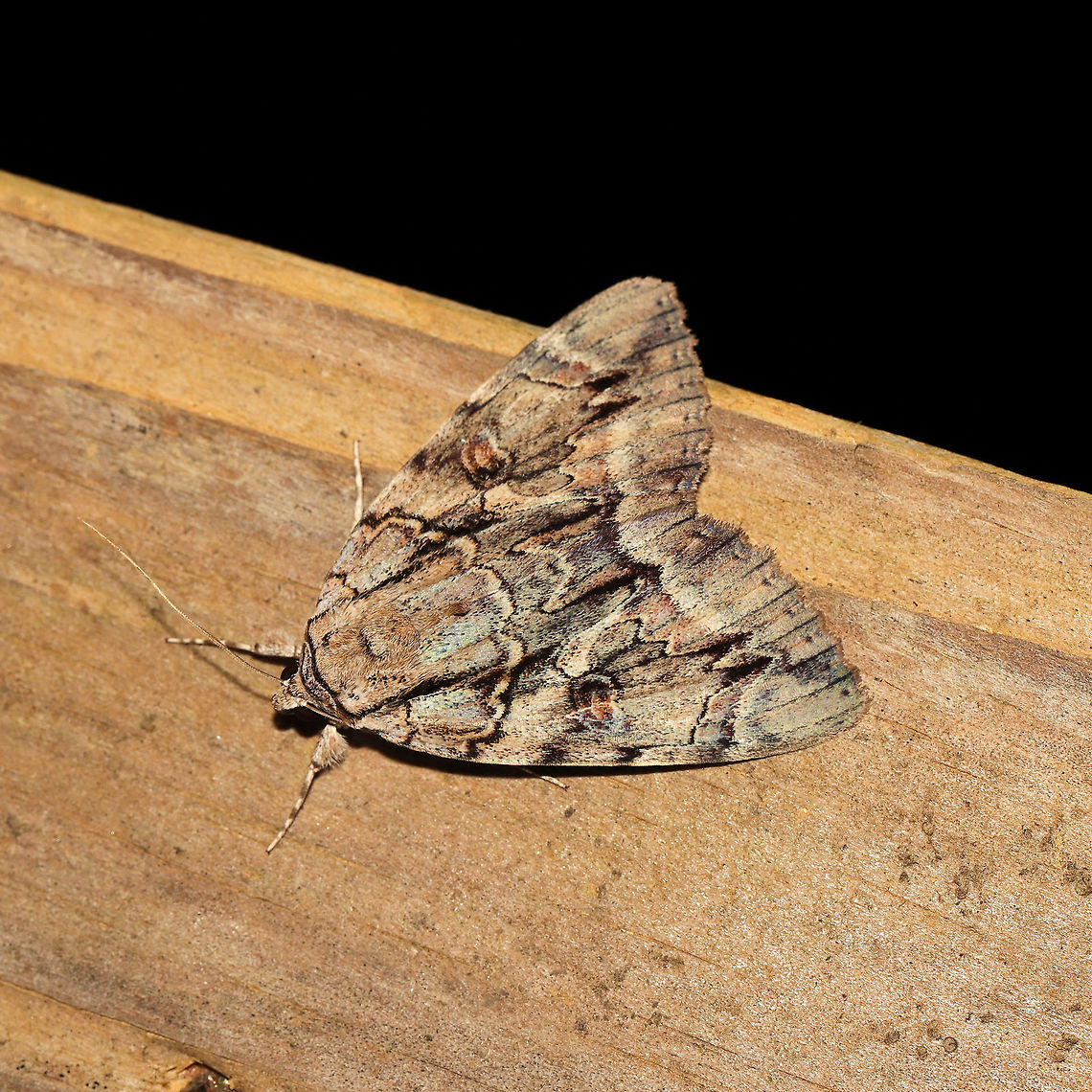 Yellow-Fringed Underwing (Catocala luctuosa) At a 365+395nm UV light setup at a mixed forest edge.<br />
 Catocala retecta,Geotagged,Summer,United States,Yellow-gray underwing