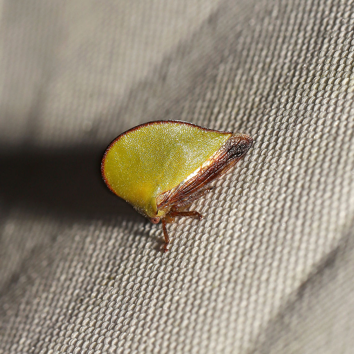 Archasia belfragei At a 365+395nm UV light setup at a mixed forest edge. Archasia belfragei,Geotagged,Summer,United States