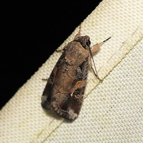 Fall Armyworm Moth (Spodoptera frugiperda) At a 365+395nm UV light setup at a mixed forest edge. Fall armyworm,Geotagged,Spodoptera frugiperda,Summer,United States