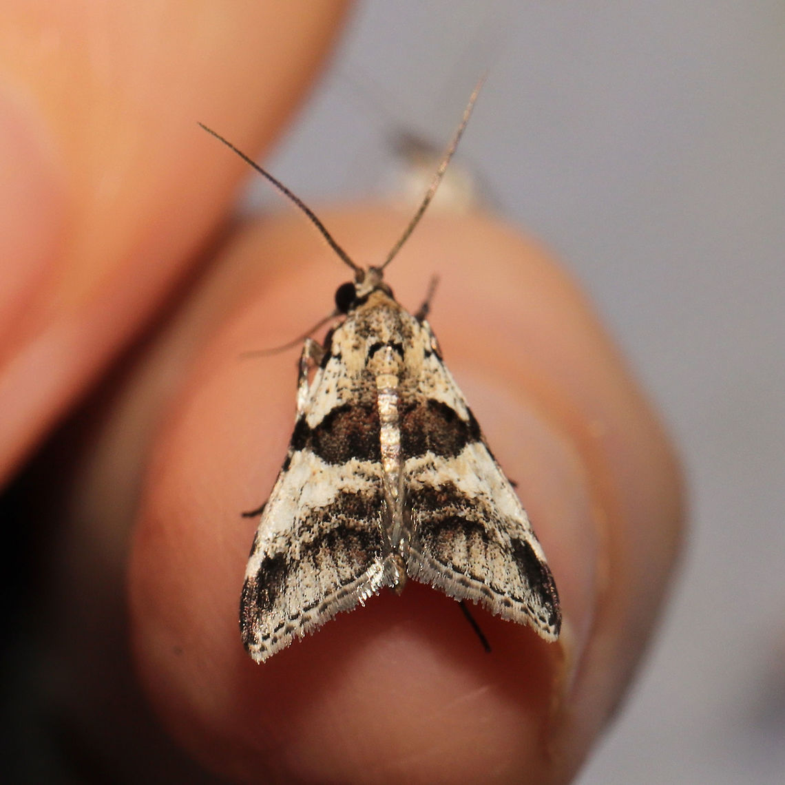 Dark-banded Tallula (Tallula atrifascialis) At a 365+395nm UV light setup at a mixed forest edge.<br />
 Geotagged,Summer,Tallula atrifascialis,United States