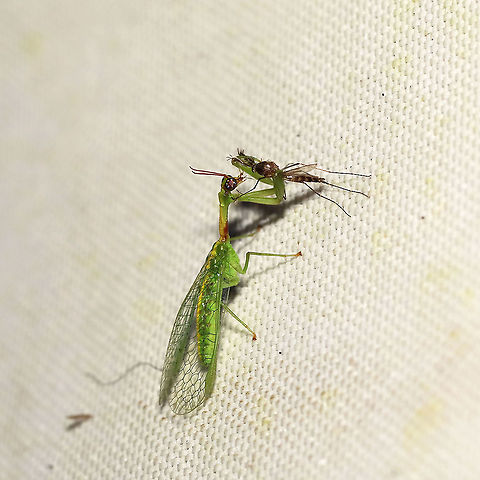 Green Mantidfly (Zeugomantispa minuta) At a 365+395nm UV light setup at a mixed forest edge.
 Geotagged,Green Mantidfly,Summer,United States,Zeugomantispa minuta