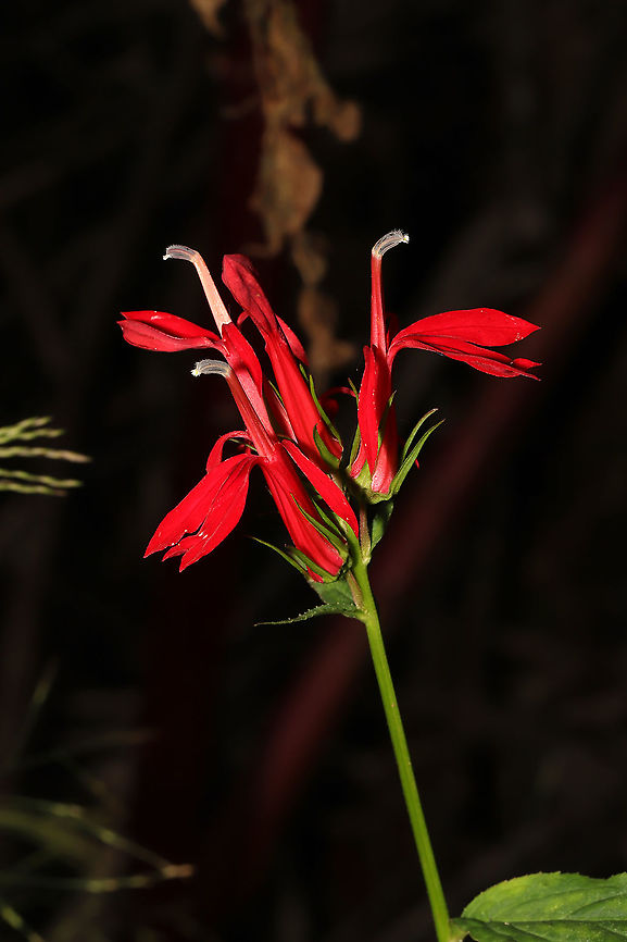 Cardinal Flower (Lobelia cardinalis) At a mixed forest edge<br />
 Cardinal Flower,Fall,Geotagged,Lobelia cardinalis,United States