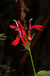 Cardinal Flower (Lobelia cardinalis) At a mixed forest edge
 Cardinal Flower,Fall,Geotagged,Lobelia cardinalis,United States