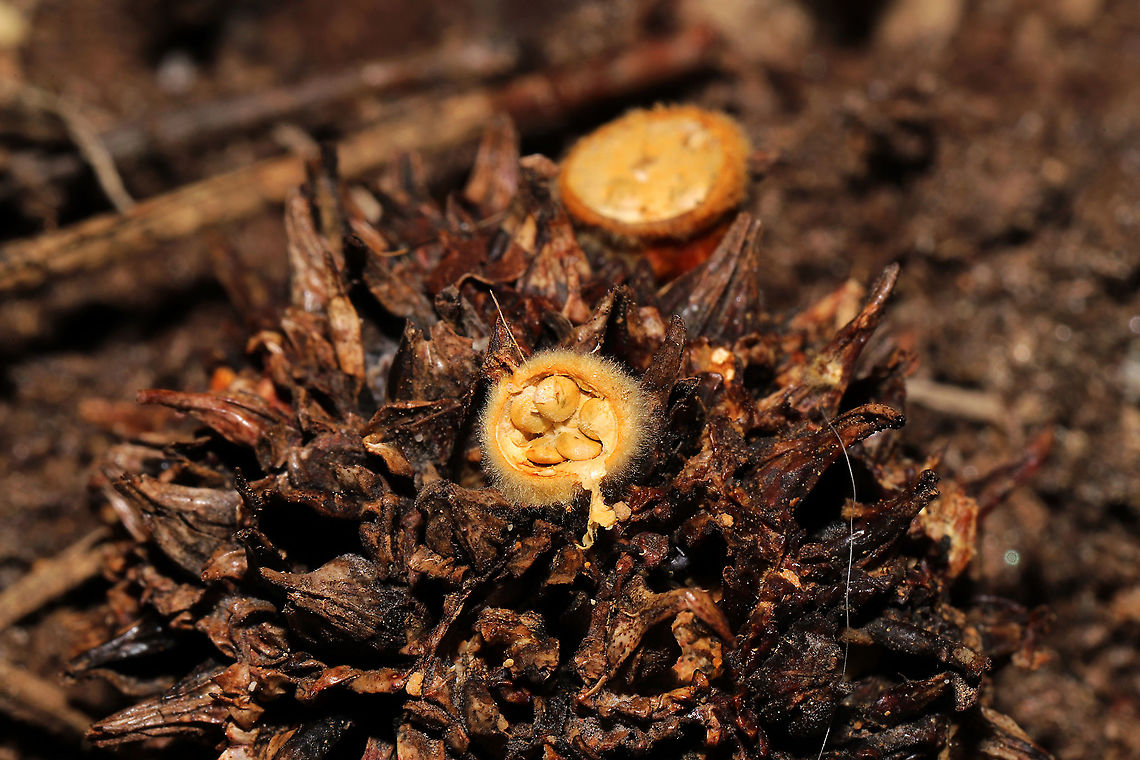 Common Bird's Nest Fungus (Crucibulum laeve) Bird's nest fungi growing on a Liquidambar styraciflua "gumball"/fruit. Near a seasonal stream in a moist valley. My first time seeing this species...much less seeing it on a gumball. I've never seen it documented on this substrate. <br />
<figure class="photo"><a href="https://www.jungledragon.com/image/123063/common_birds_nest_fungus_crucibulum_laeve.html" title="Common Bird's Nest Fungus (Crucibulum laeve)"><img src="https://s3.amazonaws.com/media.jungledragon.com/images/3231/123063_thumb.jpg?AWSAccessKeyId=05GMT0V3GWVNE7GGM1R2&Expires=1763596810&Signature=as9ZCNIoFkWQ0ogrf2N7WxqG038%3D" width="200" height="134" alt="Common Bird's Nest Fungus (Crucibulum laeve) Bird's nest fungi growing on a Liquidambar styraciflua "gumball"/fruit. Near a seasonal stream in a moist valley. My first time seeing this species...much less seeing it on a gumball. I've never seen it documented on this substrate.<br />
https://www.jungledragon.com/image/123062/common_birds_nest_fungus_crucibulum_laeve.html Crucibulum laeve,Fall,Geotagged,United States" /></a></figure> Crucibulum laeve,Fall,Geotagged,United States