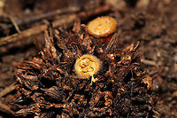 Common Bird's Nest Fungus (Crucibulum laeve) Bird's nest fungi growing on a Liquidambar styraciflua "gumball"/fruit. Near a seasonal stream in a moist valley. My first time seeing this species...much less seeing it on a gumball. I've never seen it documented on this substrate. <br />
https://www.jungledragon.com/image/123063/common_birds_nest_fungus_crucibulum_laeve.html Crucibulum laeve,Fall,Geotagged,United States