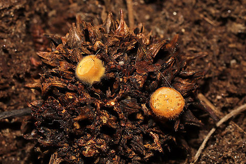 Common Bird's Nest Fungus (Crucibulum laeve) Bird's nest fungi growing on a Liquidambar styraciflua "gumball"/fruit. Near a seasonal stream in a moist valley. My first time seeing this species...much less seeing it on a gumball. I've never seen it documented on this substrate.
https://www.jungledragon.com/image/123062/common_birds_nest_fungus_crucibulum_laeve.html Crucibulum laeve,Fall,Geotagged,United States