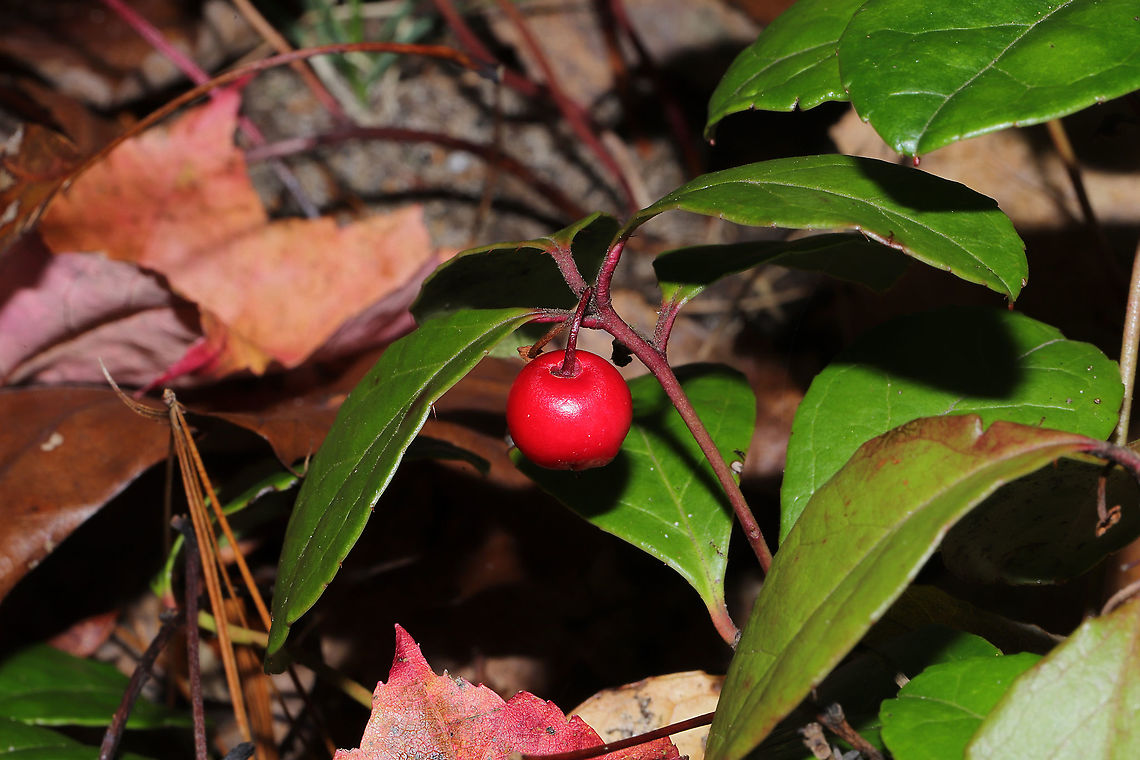 Eastern Teaberry (Gaultheria procumbens) Growing along a forested river edge<br />
<br />
Christine, please feel free to correct any of my new IDs :D<br />
 Fall,Gaultheria procumbens,Geotagged,United States