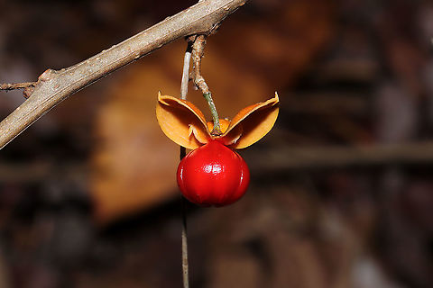 Oriental Bittersweet (Celastrus orbiculatus) Growing along a forested river edge.

 American Bittersweet,Celastrus orbiculatus,Celastrus scandens,Fall,Geotagged,Oriental bittersweet,United States