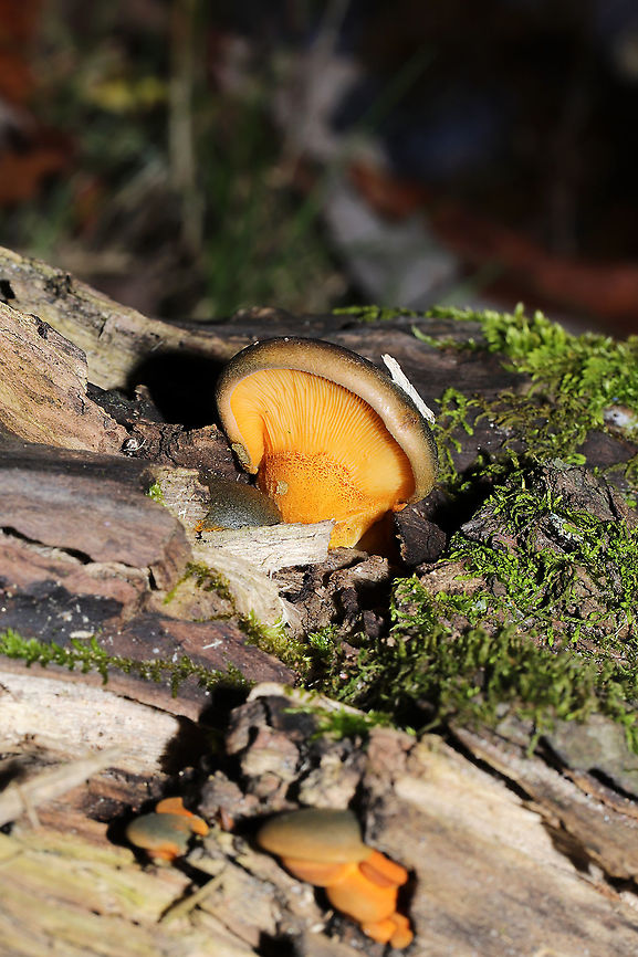 Late Oyster (Sarcomyxa serotina) Growing on rotting wood along a forested river edge. A first for me, and they are so beautiful!<br />
<figure class="photo"><a href="https://www.jungledragon.com/image/124038/late_oyster_sarcomyxa_serotina.html" title="Late Oyster (Sarcomyxa serotina)"><img src="https://s3.amazonaws.com/media.jungledragon.com/images/3231/124038_thumb.jpg?AWSAccessKeyId=05GMT0V3GWVNE7GGM1R2&Expires=1759968010&Signature=VF8Mk4juGyoF3izeXjciSwe%2Fkw8%3D" width="102" height="152" alt="Late Oyster (Sarcomyxa serotina) Growing on rotting wood along a forested river edge.  A first for me, and they are so beautiful!<br />
https://www.jungledragon.com/image/124037/late_oyster_sarcomyxa_serotina.html<br />
 Fall,Geotagged,Late oyster,Sarcomyxa serotina,United States" /></a></figure> Fall,Geotagged,Late oyster,Sarcomyxa serotina,United States
