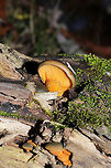 Late Oyster (Sarcomyxa serotina) Growing on rotting wood along a forested river edge. A first for me, and they are so beautiful!<br />
https://www.jungledragon.com/image/124038/late_oyster_sarcomyxa_serotina.html Fall,Geotagged,Late oyster,Sarcomyxa serotina,United States