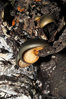 Late Oyster (Sarcomyxa serotina) Growing on rotting wood along a forested river edge.  A first for me, and they are so beautiful!
https://www.jungledragon.com/image/124037/late_oyster_sarcomyxa_serotina.html
 Fall,Geotagged,Late oyster,Sarcomyxa serotina,United States