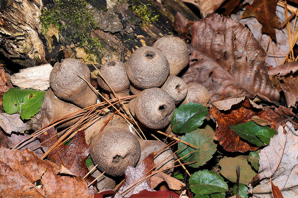 Common Puffballs (Lycoperdon perlatum) Growing on highly rotted wood/debris near a forested river's edge.<br />
 Common puffball,Fall,Geotagged,Lycoperdon perlatum,United States