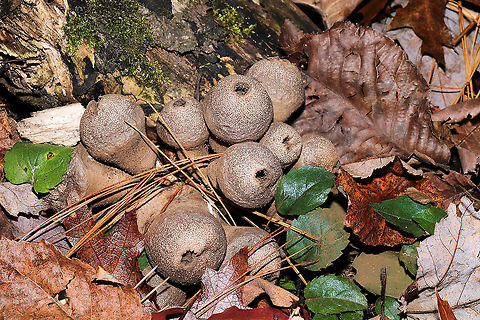 Common Puffballs (Lycoperdon perlatum) Growing on highly rotted wood/debris near a forested river's edge.
 Common puffball,Fall,Geotagged,Lycoperdon perlatum,United States
