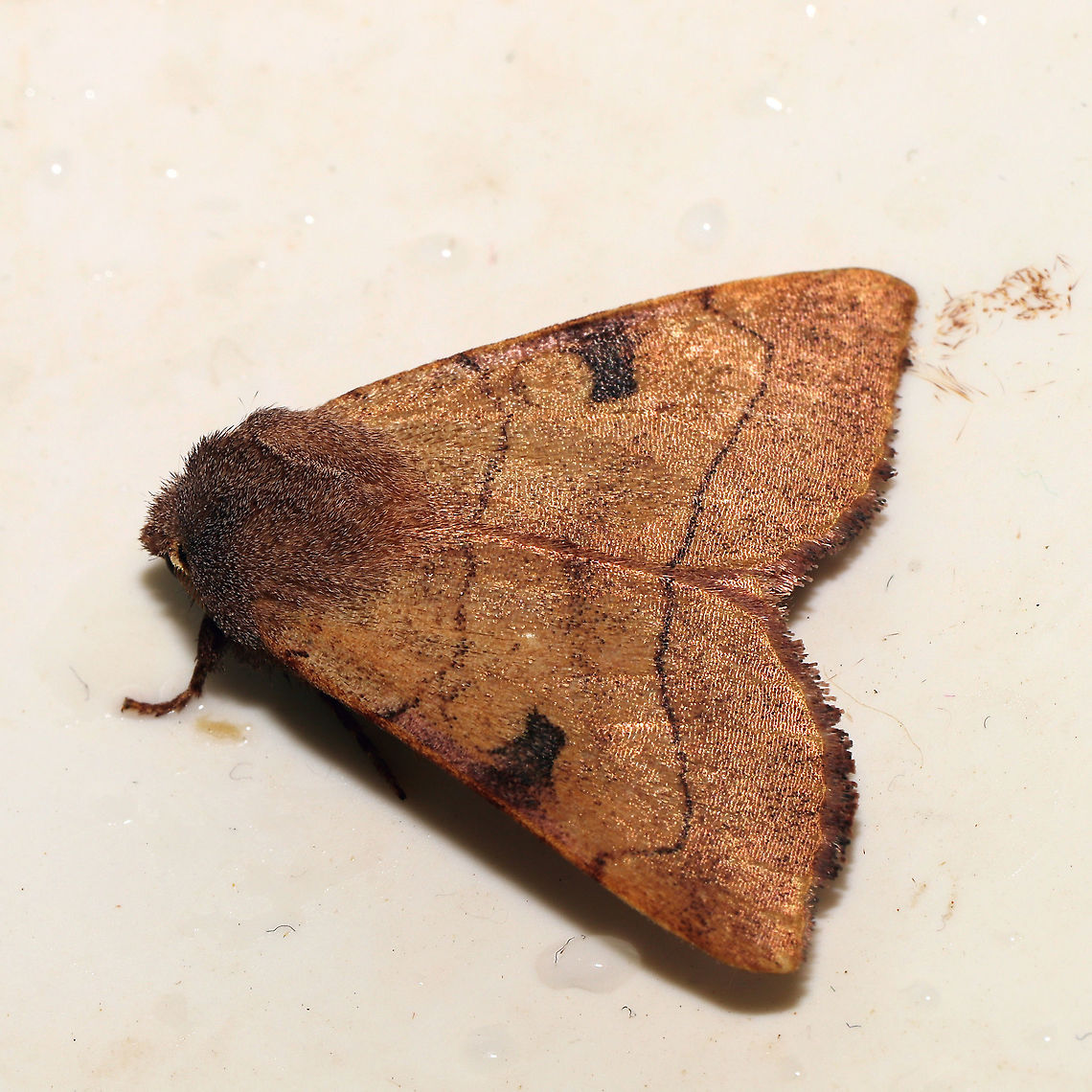 Bent-lined Dart (Choephora fungorum) This lovely moth came indoors and did not want to leave the warmth of our camper. We were camped near a forested lakeside when I first saw it hanging out in our bedroom. I thought it had left, but then saw that it hadn&#039;t left its spot once we reached Alabama (to visit family). I released it in Alabama as I didn&#039;t want it to suffer the colder temps of New England.<br />
 Choephora fungorum,Fall,Geotagged,United States
