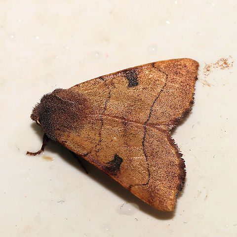 Bent-lined Dart (Choephora fungorum) This lovely moth came indoors and did not want to leave the warmth of our camper. We were camped near a forested lakeside when I first saw it hanging out in our bedroom. I thought it had left, but then saw that it hadn't left its spot once we reached Alabama (to visit family). I released it in Alabama as I didn't want it to suffer the colder temps of New England.
 Choephora fungorum,Fall,Geotagged,United States