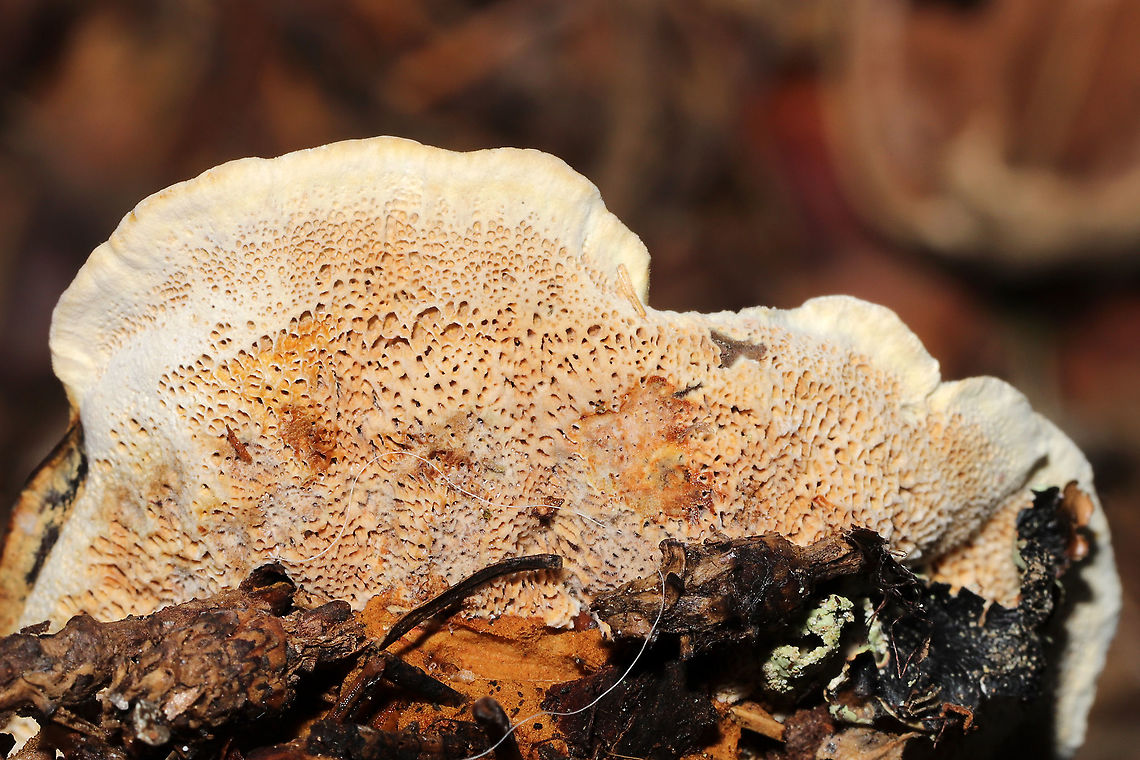 Woolly Velvet Polypore (Onnia tomentosa) Growing beneath Norway Spruce and Eastern Hemlock at a forested river edge<br />
<figure class="photo"><a href="https://www.jungledragon.com/image/124052/woolly_velvet_polypore_onnia_tomentosa.html" title="Woolly Velvet Polypore (Onnia tomentosa)"><img src="https://s3.amazonaws.com/media.jungledragon.com/images/3231/124052_thumb.jpg?AWSAccessKeyId=05GMT0V3GWVNE7GGM1R2&Expires=1767225610&Signature=hdG%2FTYTR6S6NAcY5YgpIY2tMuFI%3D" width="200" height="134" alt="Woolly Velvet Polypore (Onnia tomentosa) Growing beneath Norway Spruce and Eastern Hemlock at a forested river edge<br />
https://www.jungledragon.com/image/124051/woolly_velvet_polypore_onnia_tomentosa.html Fall,Geotagged,Onnia tomentosa,United States" /></a></figure><br />
 Fall,Geotagged,Onnia tomentosa,United States