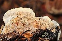 Woolly Velvet Polypore (Onnia tomentosa) Growing beneath Norway Spruce and Eastern Hemlock at a forested river edge<br />
https://www.jungledragon.com/image/124052/woolly_velvet_polypore_onnia_tomentosa.html<br />
Fall,Geotagged,Onnia tomentosa,United States