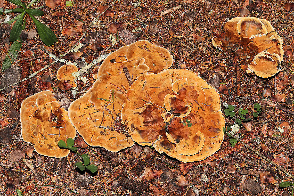 Woolly Velvet Polypore (Onnia tomentosa) Growing beneath Norway Spruce and Eastern Hemlock at a forested river edge<br />
<figure class="photo"><a href="https://www.jungledragon.com/image/124051/woolly_velvet_polypore_onnia_tomentosa.html" title="Woolly Velvet Polypore (Onnia tomentosa)"><img src="https://s3.amazonaws.com/media.jungledragon.com/images/3231/124051_thumb.jpg?AWSAccessKeyId=05GMT0V3GWVNE7GGM1R2&Expires=1767225610&Signature=XS2K28JpFZfTrCSyr%2BluwBwAE5I%3D" width="200" height="134" alt="Woolly Velvet Polypore (Onnia tomentosa) Growing beneath Norway Spruce and Eastern Hemlock at a forested river edge<br />
https://www.jungledragon.com/image/124052/woolly_velvet_polypore_onnia_tomentosa.html<br />
 Fall,Geotagged,Onnia tomentosa,United States" /></a></figure> Fall,Geotagged,Onnia tomentosa,United States