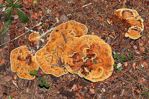Woolly Velvet Polypore (Onnia tomentosa) Growing beneath Norway Spruce and Eastern Hemlock at a forested river edge
https://www.jungledragon.com/image/124051/woolly_velvet_polypore_onnia_tomentosa.html Fall,Geotagged,Onnia tomentosa,United States