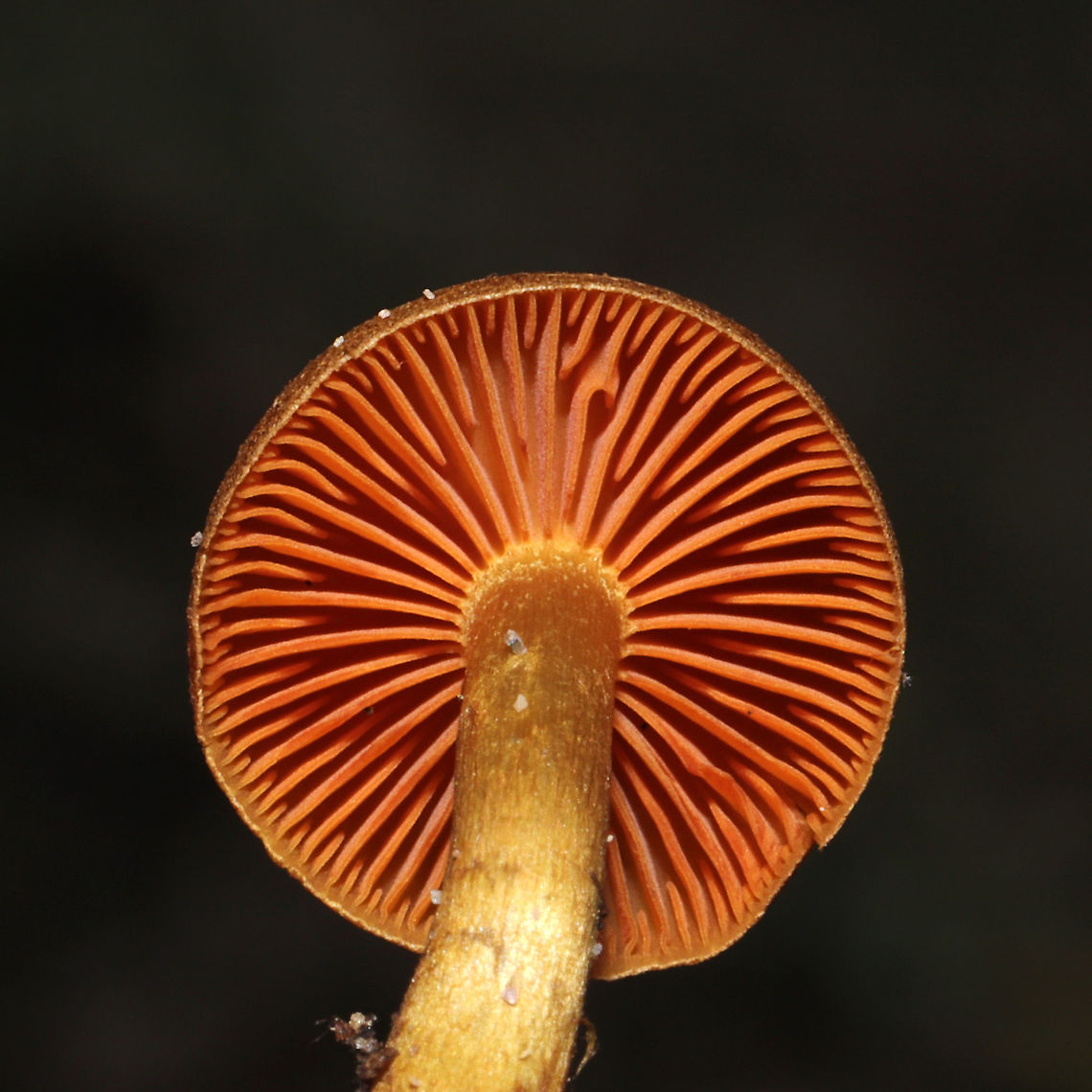 Cortinarius cinnamomeus s.l. Growing beneath Norway Spruce and Eastern Hemlock at a forested river edge. Base of stem was yellow. I suck at Cort IDs, so please do pitch in!<br />
<figure class="photo"><a href="https://www.jungledragon.com/image/124055/cortinarius_cinnamomeus_s.l.html" title="Cortinarius cinnamomeus s.l."><img src="https://s3.amazonaws.com/media.jungledragon.com/images/3231/124055_thumb.jpg?AWSAccessKeyId=05GMT0V3GWVNE7GGM1R2&Expires=1767225610&Signature=9zzsJ728Qk7%2Bv6rX5QmGuTnV14M%3D" width="200" height="134" alt="Cortinarius cinnamomeus s.l. Growing beneath Norway Spruce and Eastern Hemlock at a forested river edge. Base of stem was yellow. I suck at Cort IDs, so please do pitch in! <br />
https://www.jungledragon.com/image/124054/cortinarius_sp.html<br />
https://www.jungledragon.com/image/124053/cortinarius_sp.html Cortinarius cinnamomeus,Fall,Geotagged,United States" /></a></figure><br />
<figure class="photo"><a href="https://www.jungledragon.com/image/124054/cortinarius_cinnamomeus_s.l.html" title="Cortinarius cinnamomeus s.l."><img src="https://s3.amazonaws.com/media.jungledragon.com/images/3231/124054_thumb.jpg?AWSAccessKeyId=05GMT0V3GWVNE7GGM1R2&Expires=1767225610&Signature=TylgHU3FvPIrsC%2F2NlMfyF1Zqjc%3D" width="200" height="134" alt="Cortinarius cinnamomeus s.l. Growing beneath Norway Spruce and Eastern Hemlock at a forested river edge. Base of stem was yellow. I suck at Cort IDs, so please do pitch in! <br />
https://www.jungledragon.com/image/124055/cortinarius_sp.html<br />
https://www.jungledragon.com/image/124053/cortinarius_sp.html Cortinarius cinnamomeus,Fall,Geotagged,United States" /></a></figure> Cortinarius cinnamomeus,Fall,Geotagged,United States