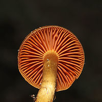 Cortinarius cinnamomeus s.l. Growing beneath Norway Spruce and Eastern Hemlock at a forested river edge. Base of stem was yellow. I suck at Cort IDs, so please do pitch in!<br />
https://www.jungledragon.com/image/124055/cortinarius_sp.html<br />
https://www.jungledragon.com/image/124054/cortinarius_sp.html Cortinarius cinnamomeus,Fall,Geotagged,United States