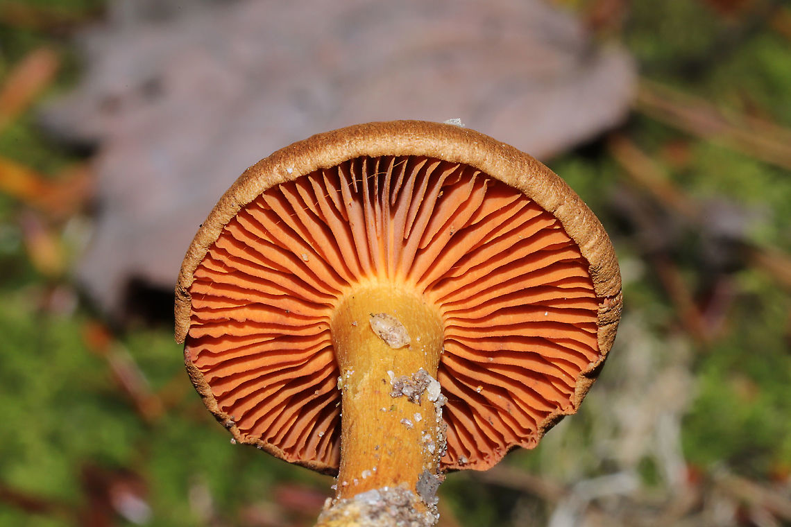 Cortinarius cinnamomeus s.l. Growing beneath Norway Spruce and Eastern Hemlock at a forested river edge. Base of stem was yellow. I suck at Cort IDs, so please do pitch in! <br />
<figure class="photo"><a href="https://www.jungledragon.com/image/124055/cortinarius_cinnamomeus_s.l.html" title="Cortinarius cinnamomeus s.l."><img src="https://s3.amazonaws.com/media.jungledragon.com/images/3231/124055_thumb.jpg?AWSAccessKeyId=05GMT0V3GWVNE7GGM1R2&Expires=1767225610&Signature=9zzsJ728Qk7%2Bv6rX5QmGuTnV14M%3D" width="200" height="134" alt="Cortinarius cinnamomeus s.l. Growing beneath Norway Spruce and Eastern Hemlock at a forested river edge. Base of stem was yellow. I suck at Cort IDs, so please do pitch in! <br />
https://www.jungledragon.com/image/124054/cortinarius_sp.html<br />
https://www.jungledragon.com/image/124053/cortinarius_sp.html Cortinarius cinnamomeus,Fall,Geotagged,United States" /></a></figure><br />
<figure class="photo"><a href="https://www.jungledragon.com/image/124053/cortinarius_cinnamomeus_s.l.html" title="Cortinarius cinnamomeus s.l."><img src="https://s3.amazonaws.com/media.jungledragon.com/images/3231/124053_thumb.jpg?AWSAccessKeyId=05GMT0V3GWVNE7GGM1R2&Expires=1767225610&Signature=LVJ9HLj2d7Z8cW4eBYItav3Nn%2BE%3D" width="200" height="200" alt="Cortinarius cinnamomeus s.l. Growing beneath Norway Spruce and Eastern Hemlock at a forested river edge. Base of stem was yellow. I suck at Cort IDs, so please do pitch in!<br />
https://www.jungledragon.com/image/124055/cortinarius_sp.html<br />
https://www.jungledragon.com/image/124054/cortinarius_sp.html Cortinarius cinnamomeus,Fall,Geotagged,United States" /></a></figure> Cortinarius cinnamomeus,Fall,Geotagged,United States