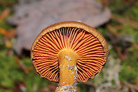 Cortinarius cinnamomeus s.l. Growing beneath Norway Spruce and Eastern Hemlock at a forested river edge. Base of stem was yellow. I suck at Cort IDs, so please do pitch in! <br />
https://www.jungledragon.com/image/124055/cortinarius_sp.html<br />
https://www.jungledragon.com/image/124053/cortinarius_sp.html Cortinarius cinnamomeus,Fall,Geotagged,United States
