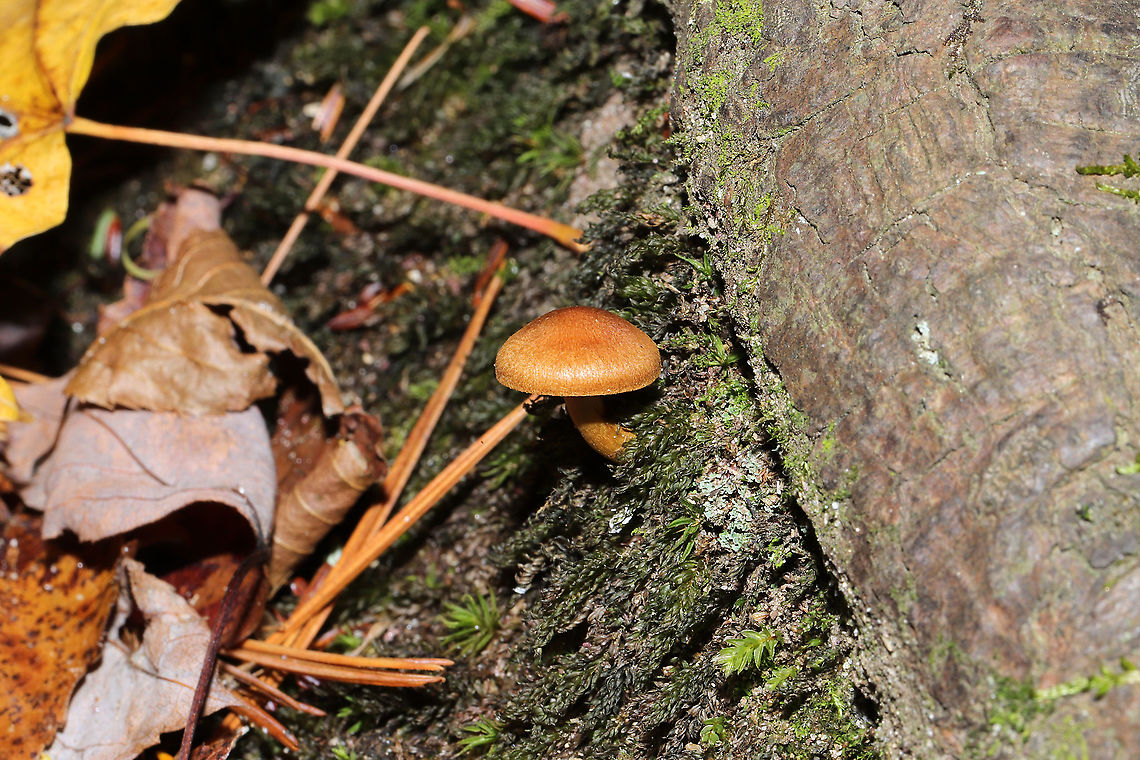 Cortinarius cinnamomeus s.l. Growing beneath Norway Spruce and Eastern Hemlock at a forested river edge. Base of stem was yellow. I suck at Cort IDs, so please do pitch in! <br />
<figure class="photo"><a href="https://www.jungledragon.com/image/124054/cortinarius_cinnamomeus_s.l.html" title="Cortinarius cinnamomeus s.l."><img src="https://s3.amazonaws.com/media.jungledragon.com/images/3231/124054_thumb.jpg?AWSAccessKeyId=05GMT0V3GWVNE7GGM1R2&Expires=1767225610&Signature=TylgHU3FvPIrsC%2F2NlMfyF1Zqjc%3D" width="200" height="134" alt="Cortinarius cinnamomeus s.l. Growing beneath Norway Spruce and Eastern Hemlock at a forested river edge. Base of stem was yellow. I suck at Cort IDs, so please do pitch in! <br />
https://www.jungledragon.com/image/124055/cortinarius_sp.html<br />
https://www.jungledragon.com/image/124053/cortinarius_sp.html Cortinarius cinnamomeus,Fall,Geotagged,United States" /></a></figure><br />
<figure class="photo"><a href="https://www.jungledragon.com/image/124053/cortinarius_cinnamomeus_s.l.html" title="Cortinarius cinnamomeus s.l."><img src="https://s3.amazonaws.com/media.jungledragon.com/images/3231/124053_thumb.jpg?AWSAccessKeyId=05GMT0V3GWVNE7GGM1R2&Expires=1767225610&Signature=LVJ9HLj2d7Z8cW4eBYItav3Nn%2BE%3D" width="200" height="200" alt="Cortinarius cinnamomeus s.l. Growing beneath Norway Spruce and Eastern Hemlock at a forested river edge. Base of stem was yellow. I suck at Cort IDs, so please do pitch in!<br />
https://www.jungledragon.com/image/124055/cortinarius_sp.html<br />
https://www.jungledragon.com/image/124054/cortinarius_sp.html Cortinarius cinnamomeus,Fall,Geotagged,United States" /></a></figure> Cortinarius cinnamomeus,Fall,Geotagged,United States