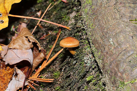 Cortinarius cinnamomeus s.l. Growing beneath Norway Spruce and Eastern Hemlock at a forested river edge. Base of stem was yellow. I suck at Cort IDs, so please do pitch in! 
https://www.jungledragon.com/image/124054/cortinarius_sp.html
https://www.jungledragon.com/image/124053/cortinarius_sp.html Cortinarius cinnamomeus,Fall,Geotagged,United States