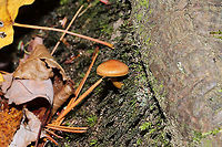Cortinarius cinnamomeus s.l. Growing beneath Norway Spruce and Eastern Hemlock at a forested river edge. Base of stem was yellow. I suck at Cort IDs, so please do pitch in! <br />
https://www.jungledragon.com/image/124054/cortinarius_sp.html<br />
https://www.jungledragon.com/image/124053/cortinarius_sp.html Cortinarius cinnamomeus,Fall,Geotagged,United States