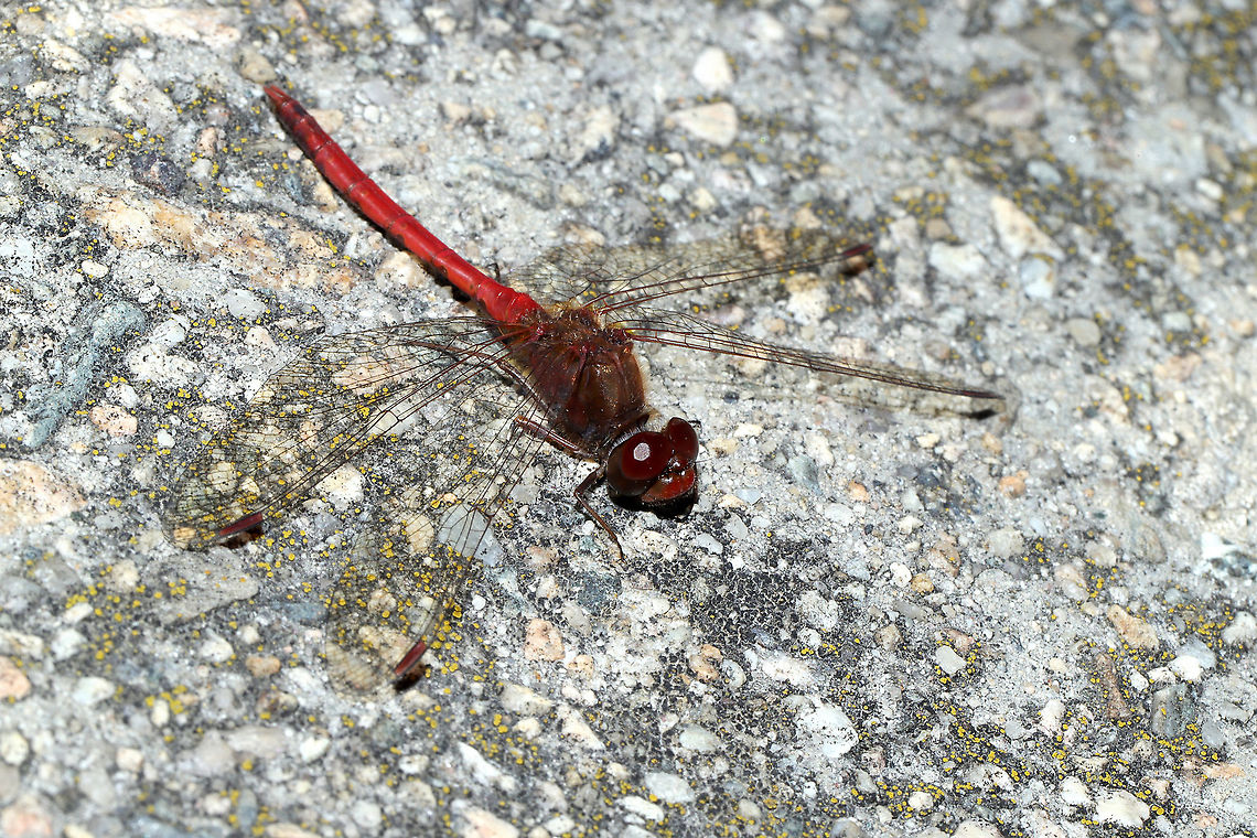 Autumn Meadowhawk (Sympetrum vicinum) A dragonfly sunning itself on a concrete slab (near a forested edge of a river).<br />
 Fall,Geotagged,Sympetrum vicinum,United States,Yellow-legged meadowhawk