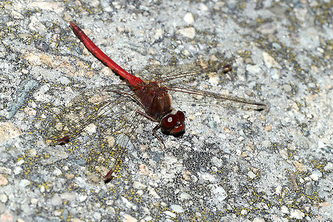 Autumn Meadowhawk (Sympetrum vicinum) A dragonfly sunning itself on a concrete slab (near a forested edge of a river).
 Fall,Geotagged,Sympetrum vicinum,United States,Yellow-legged meadowhawk