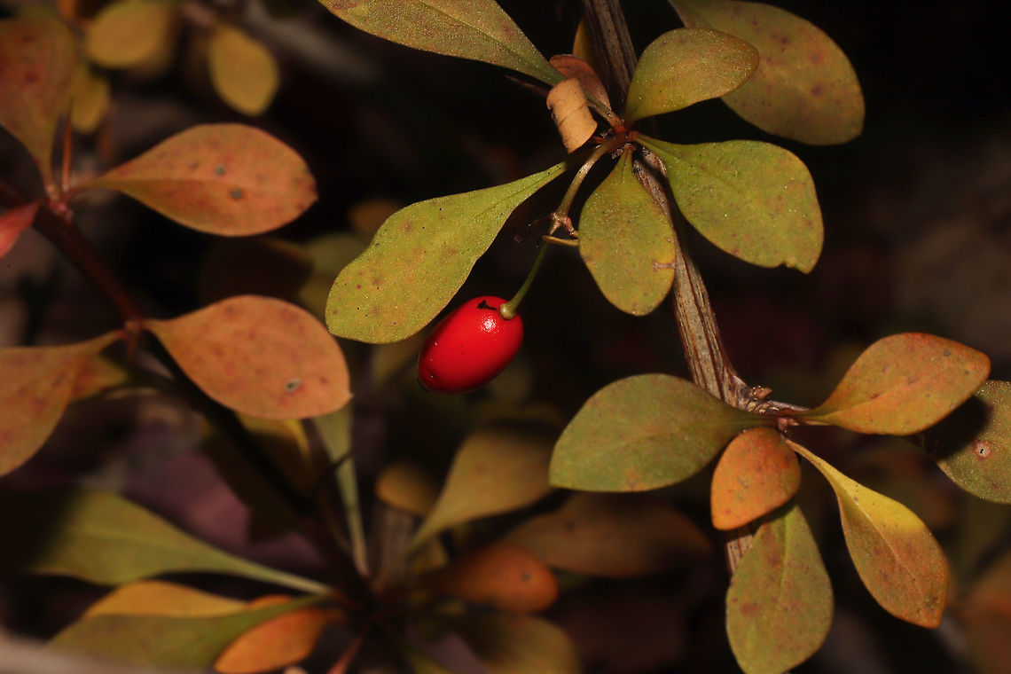 Japanese barberry (Berberis thunbergii) Growing along a forested trail on the Natchaug River.<br />
 Berberis thunbergii,Fall,Geotagged,Japanese barberry,United States