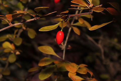 Japanese barberry (Berberis thunbergii) Introduced. Invasive. 
Growing along a forested trail on the Natchaug River.
 Berberis thunbergii,Fall,Geotagged,Japanese barberry,United States
